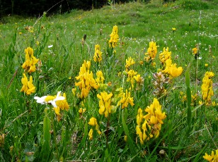 Fleurs d't dans le Jura Vaudois, La Vraconnaz, Switzerland