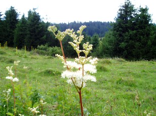Fleurs d't dans le Jura Vaudois, La Vraconnaz, Switzerland
