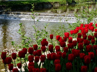 Parterre de tulipes  Morges au bord du lac !