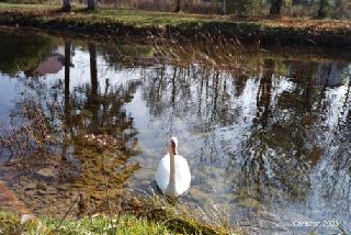 Rveries d'automne 